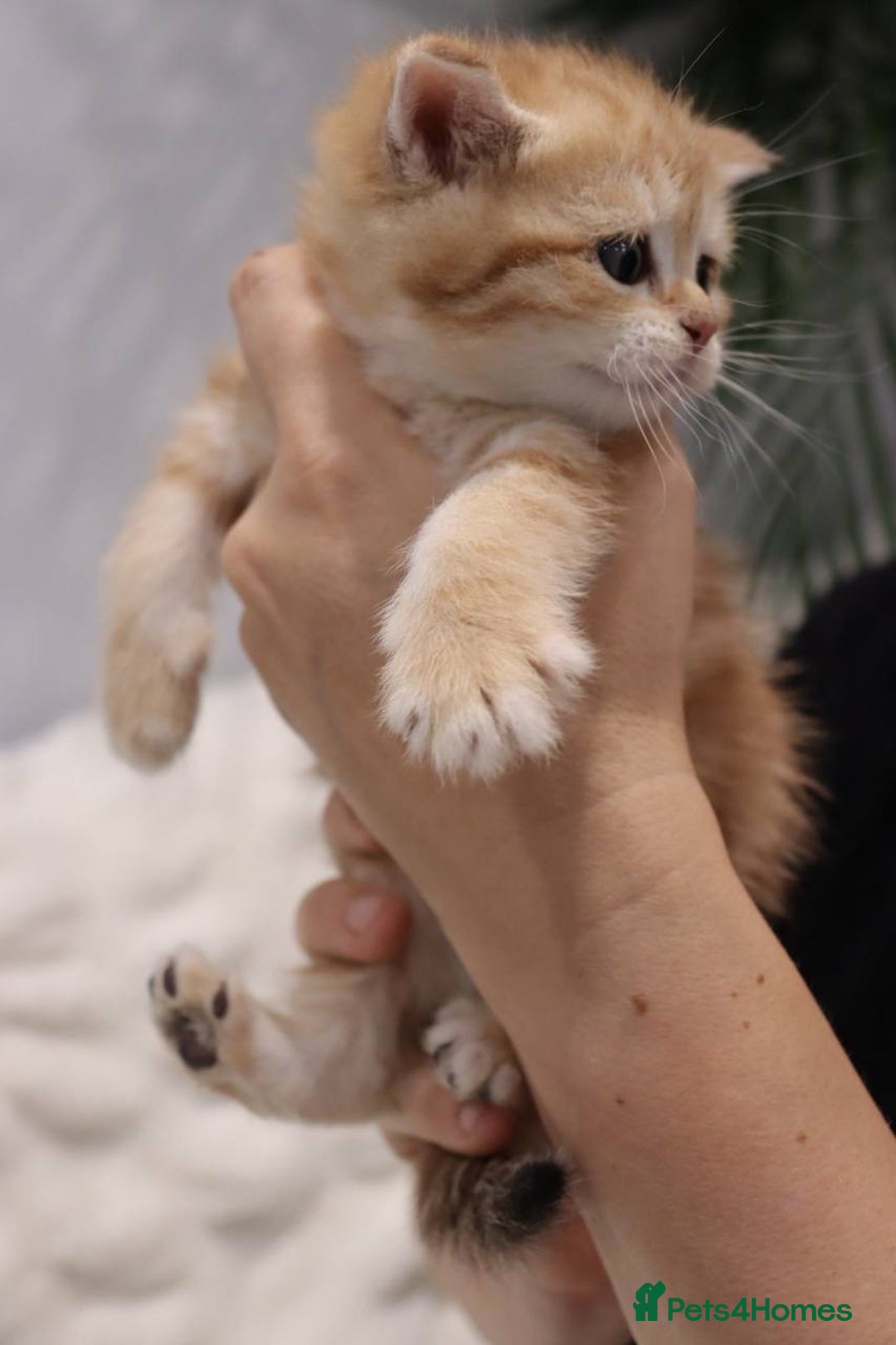 British Shorthair cats for sale: Stunning Champion Bloodlines kittens  - Advert 15