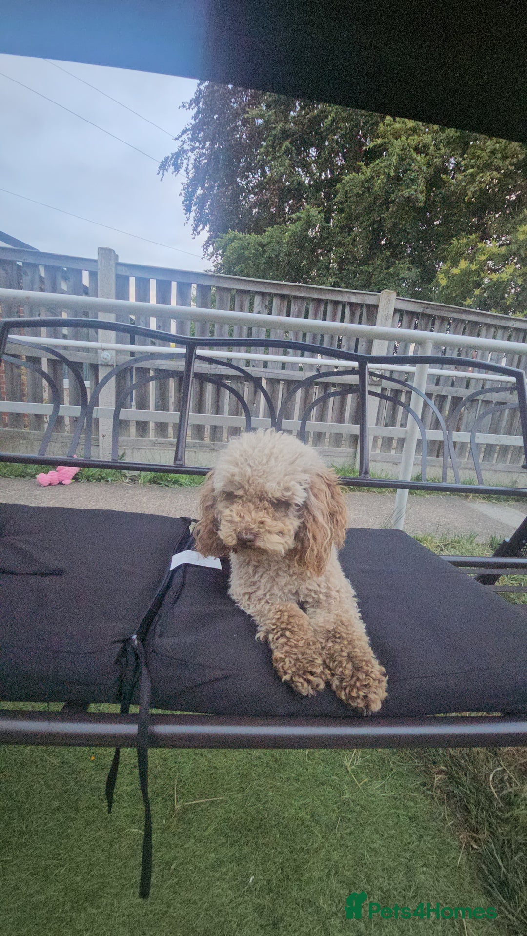 Miniature Poodle dogs for sale: Mini poodle for sale - Image 4