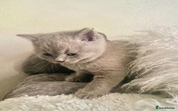 British Shorthair cats for sale: Two cuddly blue boys from loving family home - Image 15