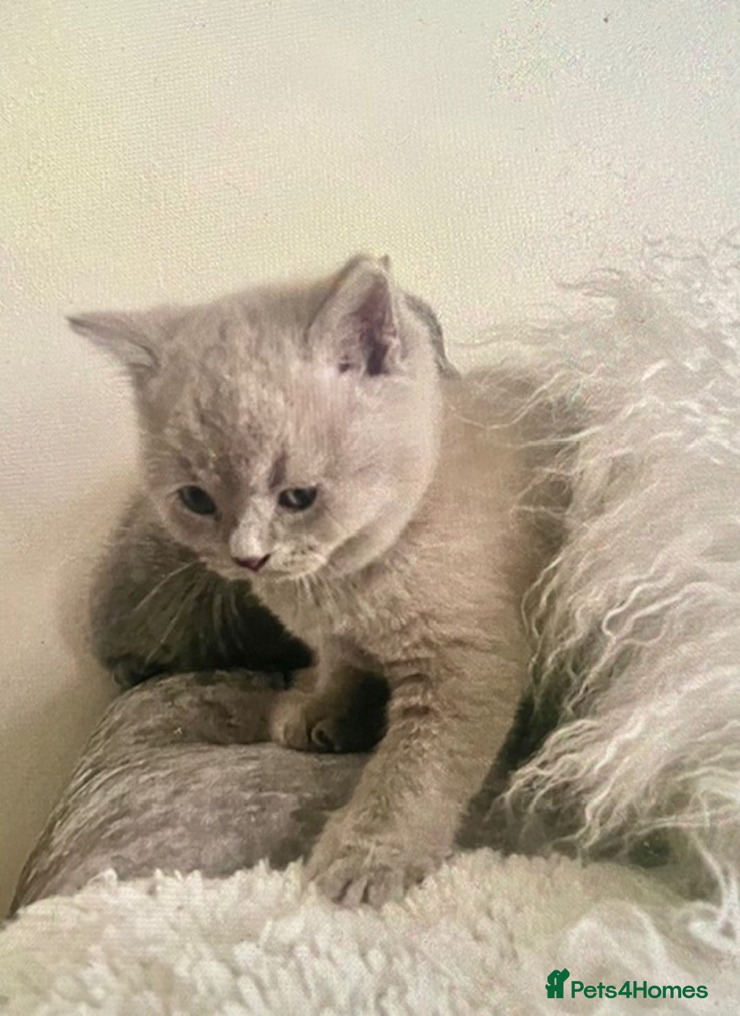 British Shorthair cats for sale: Two cuddly blue boys from loving family home - Image 15