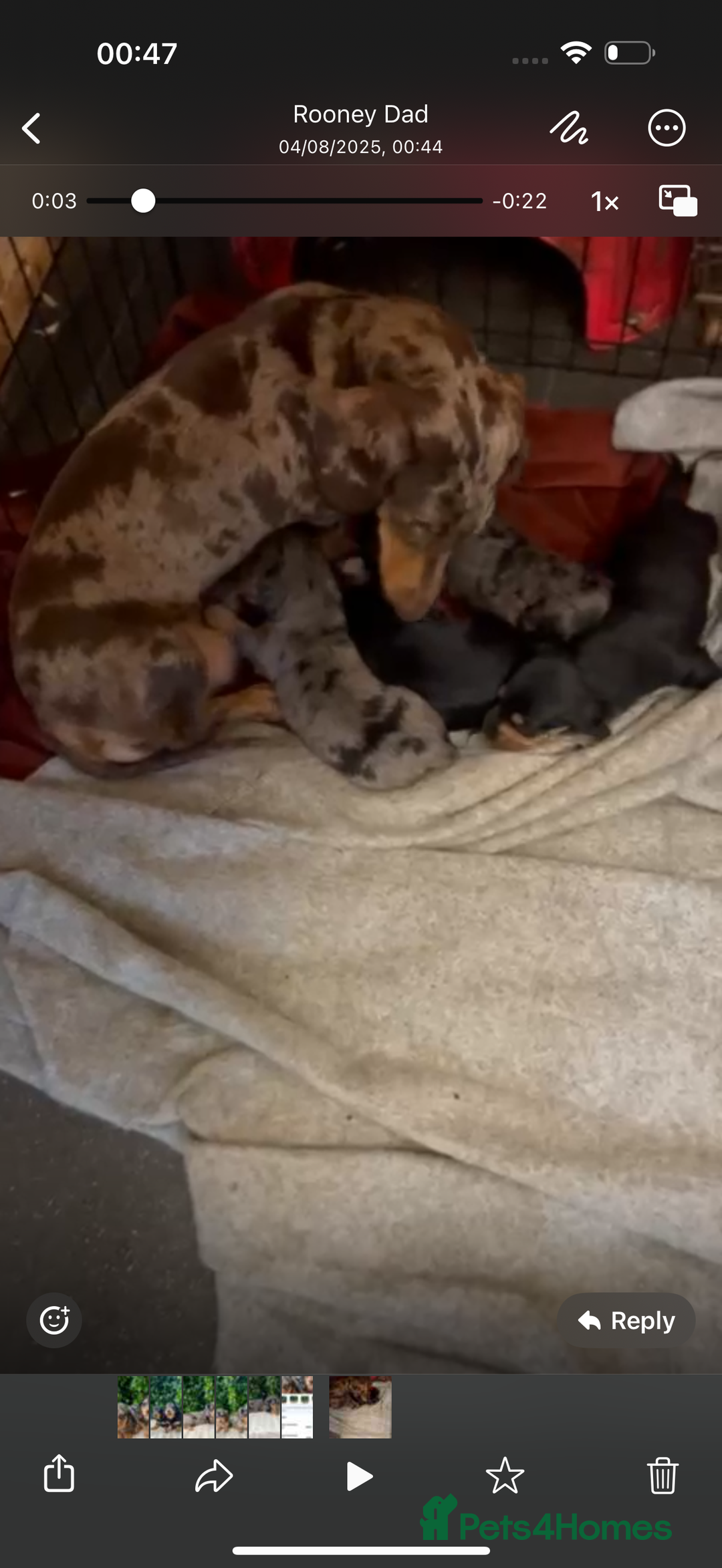 Dachshund dogs for sale: Beautiful miniature dashund  - Image 12