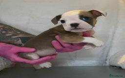 English Bulldog dogs for sale: KC registered English Bulldog Puppies  - Image 14