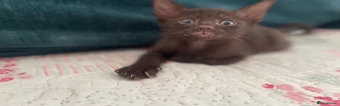 Lip 