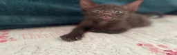 Siamese cats for sale: Siamese x Maine coon kittens - Advert 13