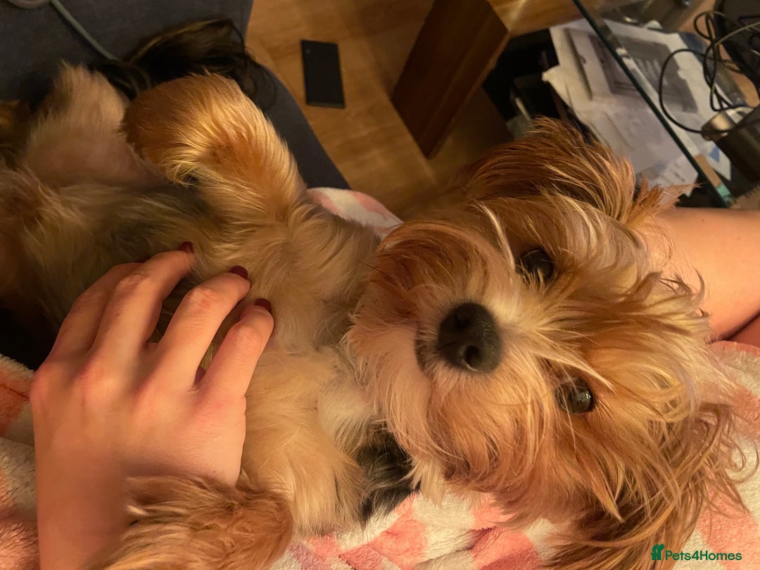 Gallery Image {{count}}