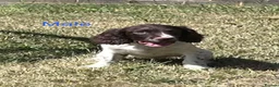 English Springer Spaniel dogs for sale: Gorgeous English Springer Spaniels - Advert 12