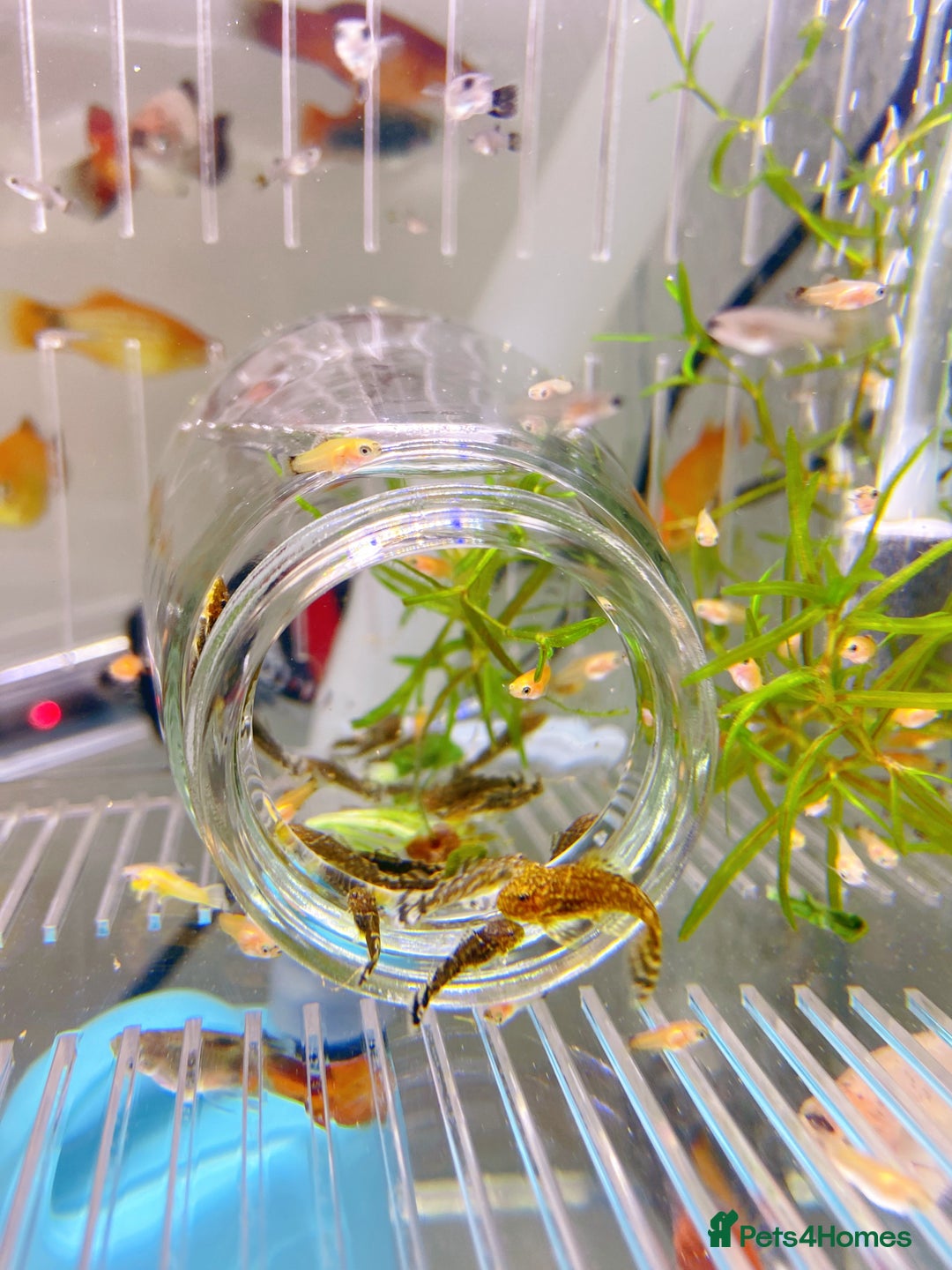 Plecos fish for sale: Bristlenose Pleco Golden&Snowflake – Various Sizes - Advert 12