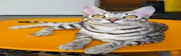 Bengal cats for sale: Exceptional Silver Rosetted Boy Available  - Advert 4