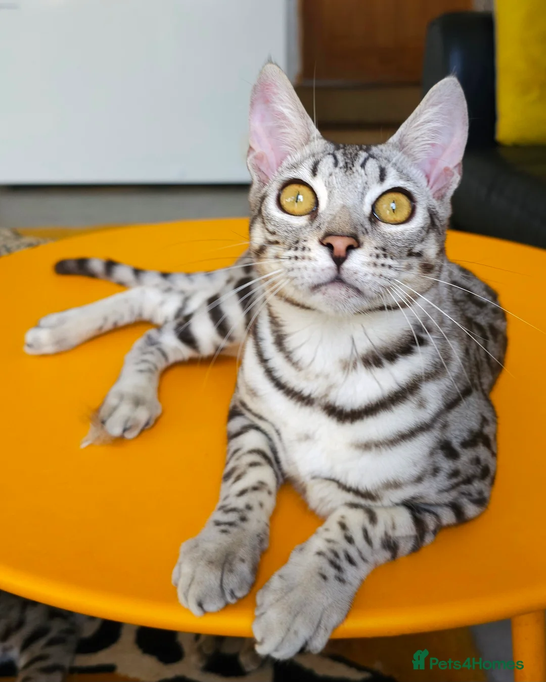 Bengal cats for sale: Exceptional Silver Rosetted Boy Available  - Advert 4