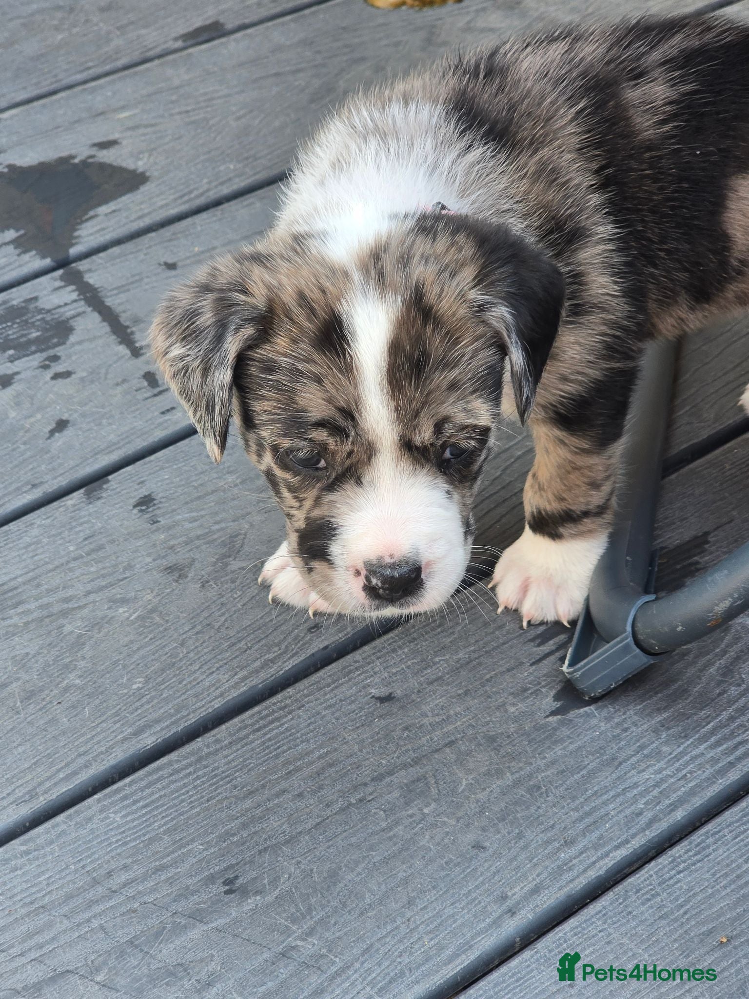 Mixed Breed dogs Border collie cross pups  - Advert 1