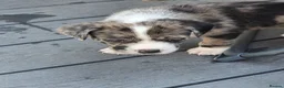 Mixed Breed dogs for sale: Border collie cross pups  - Advert 1