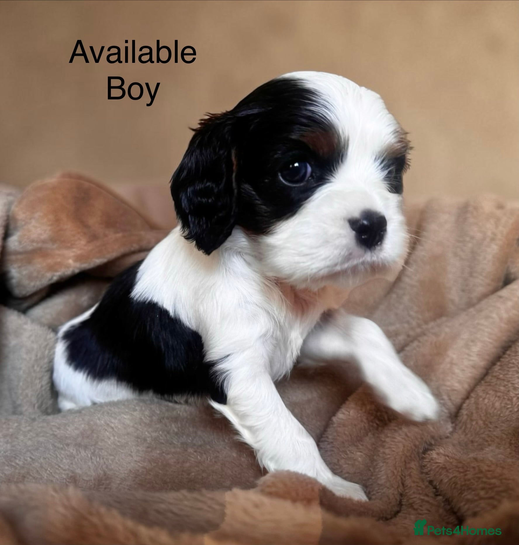 Cavalier King Charles Spaniel dogs Very rare in UK ultra-low COI 0.2% Choc carrier KC - Advert 16