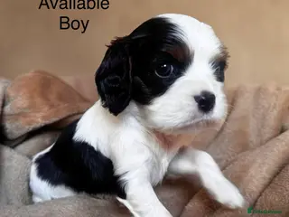 Cavalier King Charles Spaniel dogs Very rare in UK ultra-low COI 0.2% Choc carrier KC - Advert 16