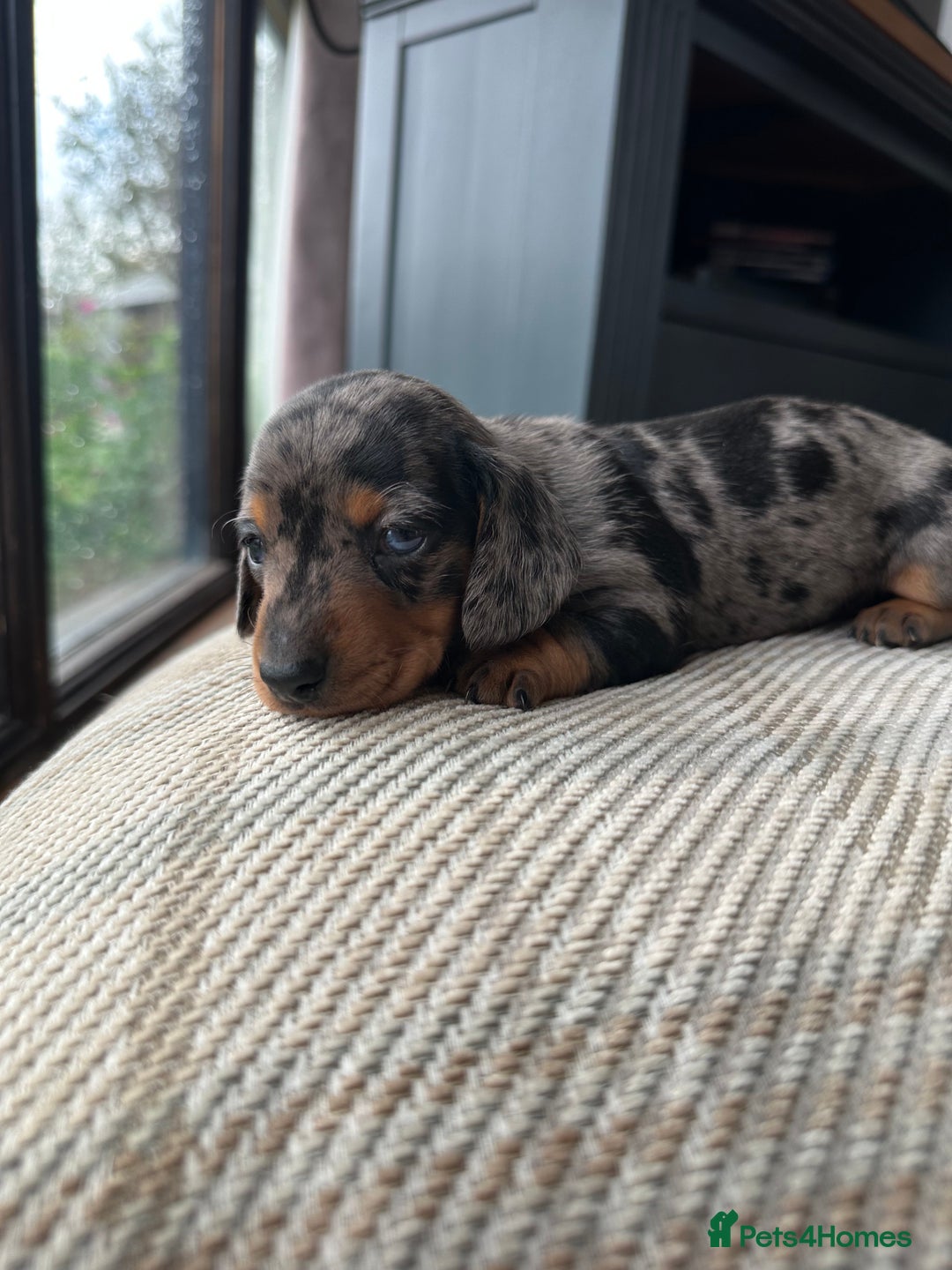 Miniature Dachshund dogs for sale: Ready Soon - Gorgeous KC Reg. Miniature Dachshund - Advert 10