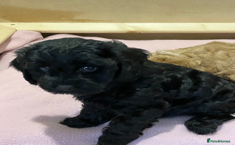 Cavapoo dogs - Advert 7