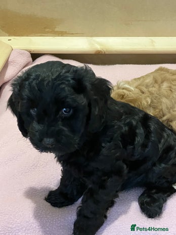 Cavapoo dogs - Advert 7