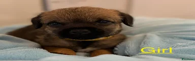 Border Terrier 4