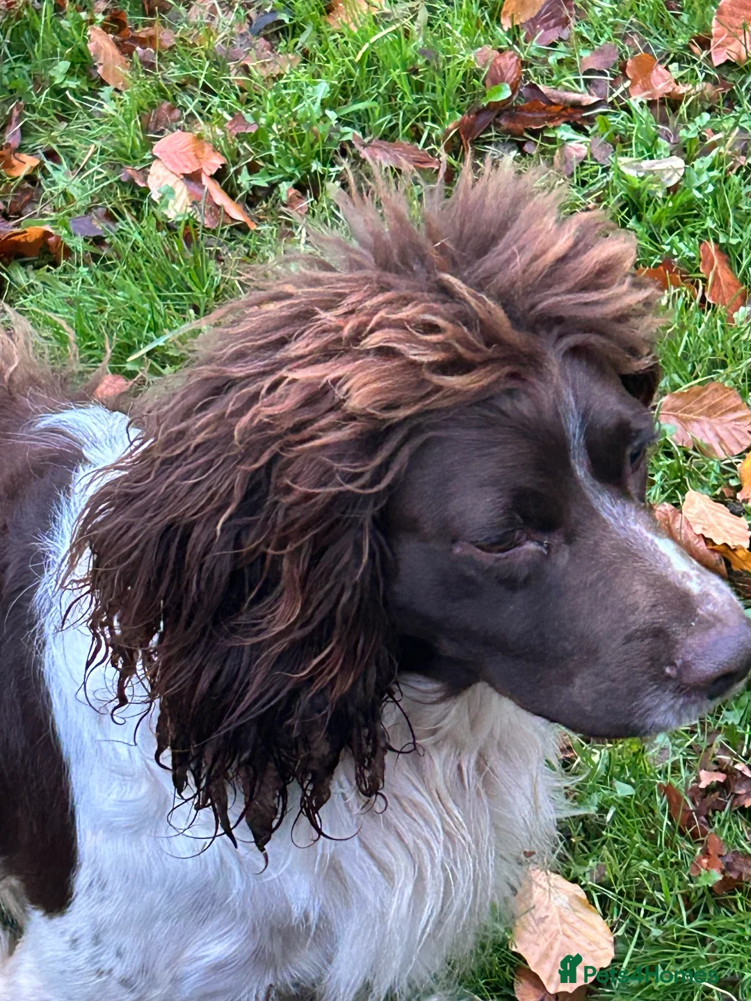 English Springer Spaniel dogs for sale: English Springer Spaniel  - Advert 3