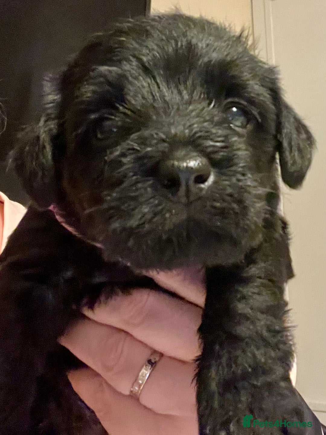 Mixed Breed dogs for sale: 🐾🐶Adorable and very cute Cavaschnauzer 🐶🐾 - Image 14