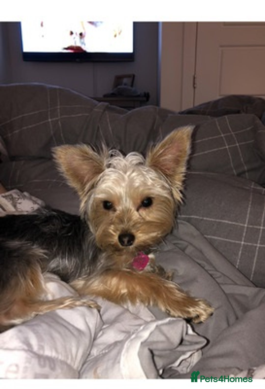 Yorkshire Terrier dogs for sale: active Yorkshire terrier  - Advert 4