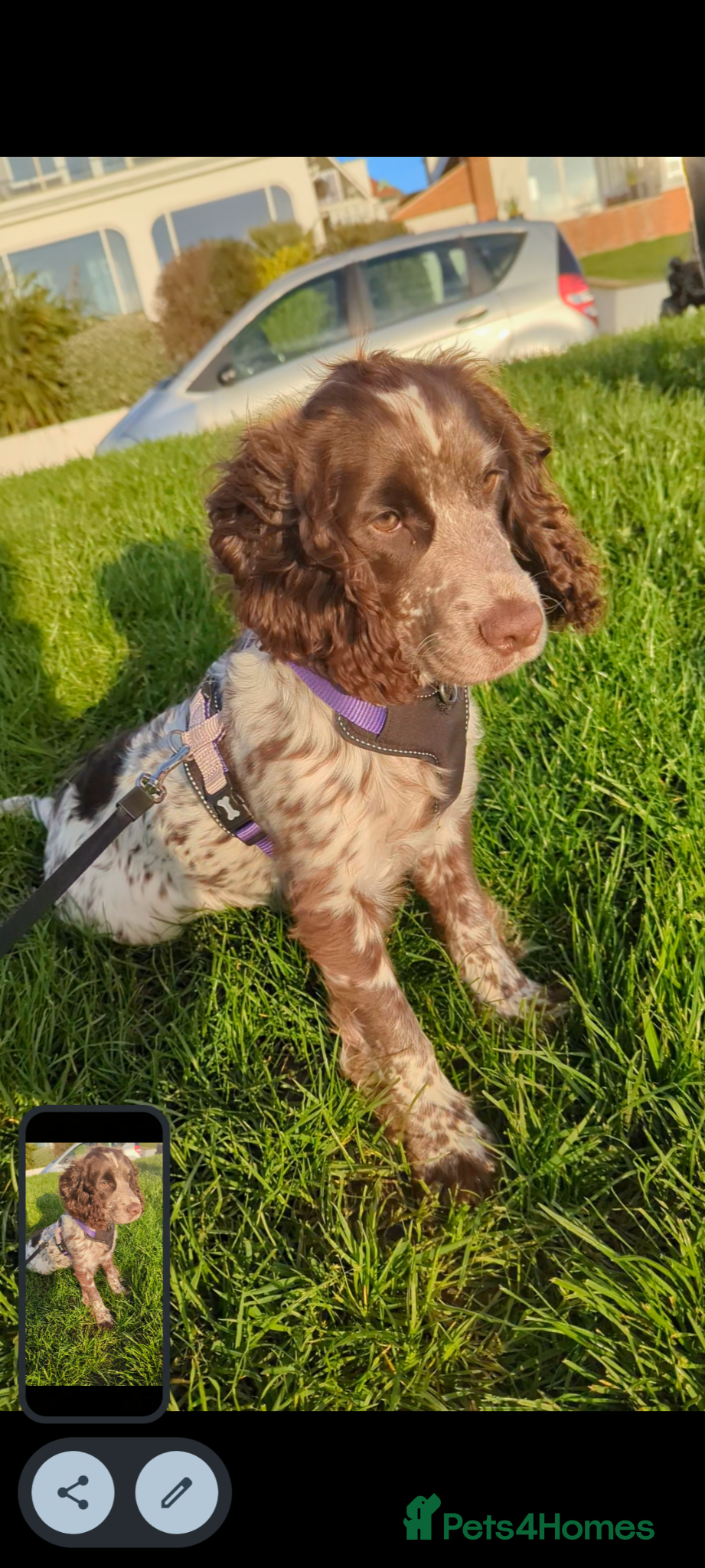 Cocker Spaniel dogs Beautiful little girl  - Advert 15