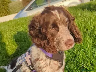 Cocker Spaniel dogs Beautiful little girl - Advert 1
