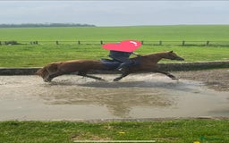 Arabian horse horses for sale: 15hh Arab Gelding For Sale - Image 7
