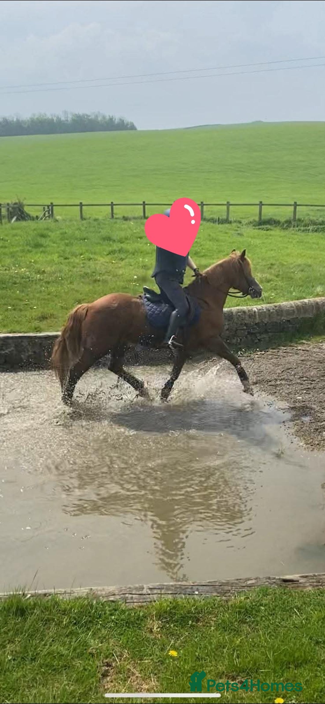 Arabian horse horses for sale: 15hh Arab Gelding For Sale - Image 7