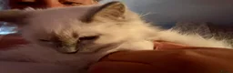 Ragdoll cats for sale: Ragdoll kittens - Advert 31