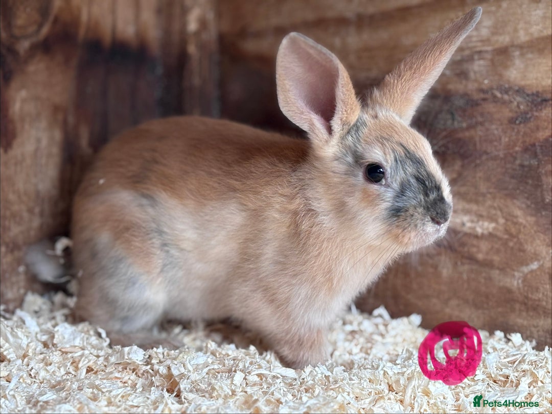 Mixed Breed rabbits for sale: Baby English Spot x Lionhead Rabbits For Sale - Advert 2