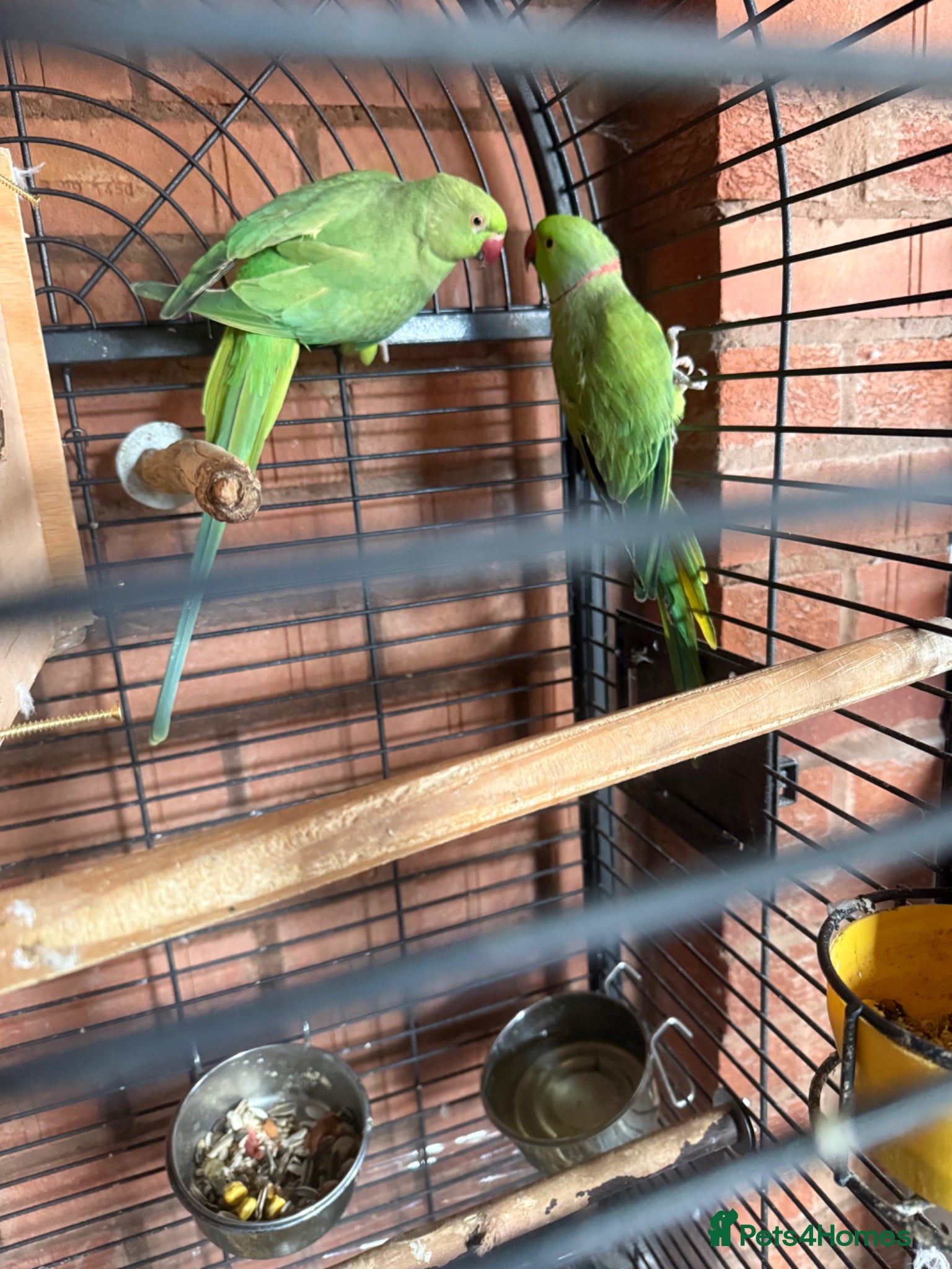 Ringnecks birds Pair Indianringneck - Advert 11