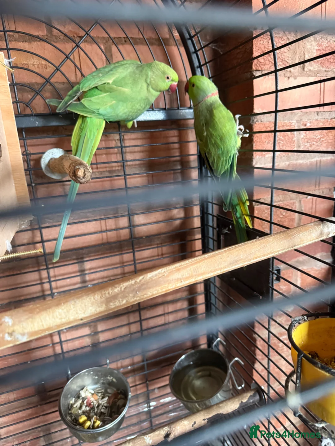 Ringnecks birds for sale: Pair Indianringneck - Advert 1