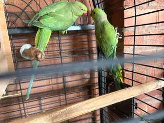 Ringnecks birds Pair Indianringneck - Advert 11