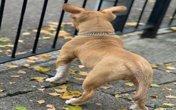 American Bull Staffy dogs for stud: American bully pocket - Image 7