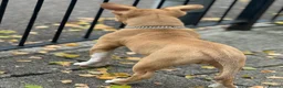 American Bull Staffy dogs for stud: American bully pocket - Advert 7