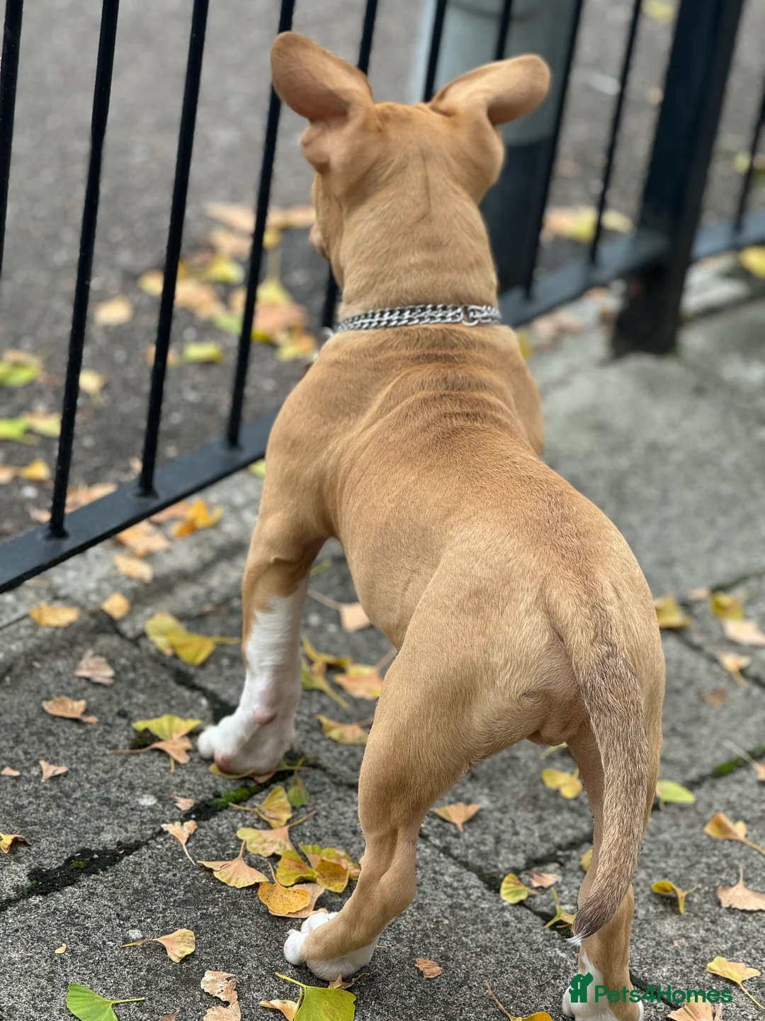 American Bull Staffy dogs for stud: American bully pocket - Advert 7