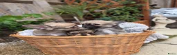 Chihuahua dogs for sale: Three Amigos - Longhaired Chihuahua Male Pups  - Advert 7