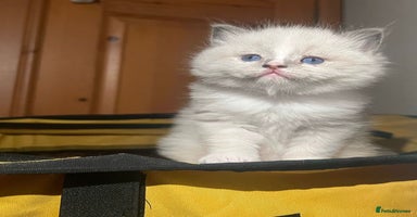Ragdoll cats - Advert 12