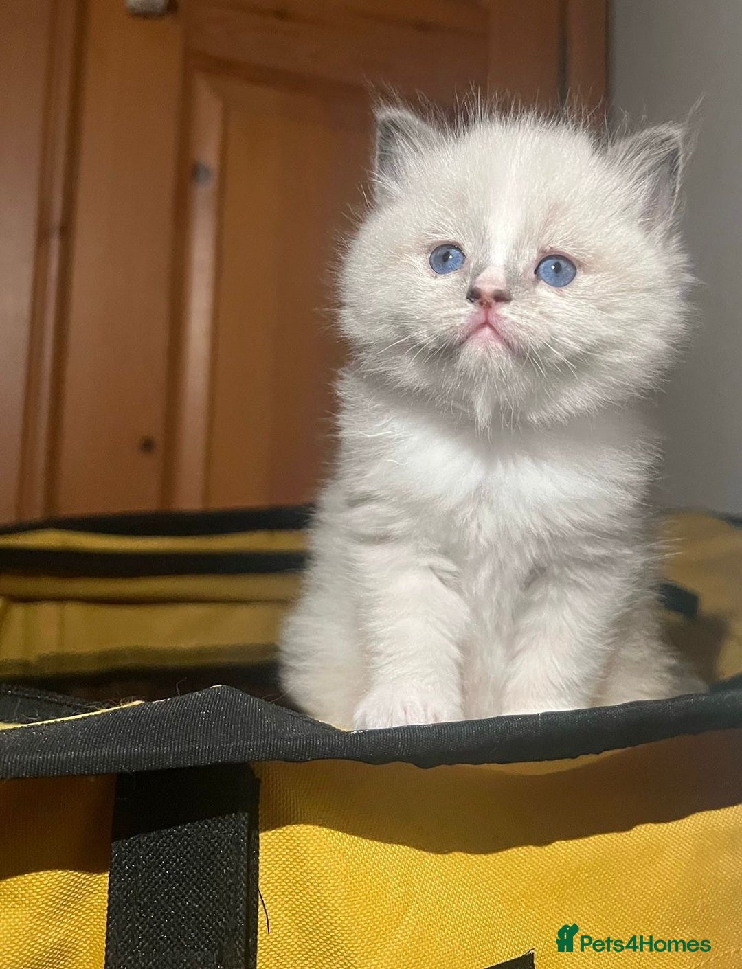 Ragdoll cats for sale: GCCF Champion Bi colour & Sealpoint Ragdolls - Image 1