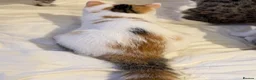 Exotic cats for sale: Gorgeous GCCF reg. kittens from Champions parents  - Advert 15