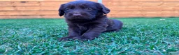Labradoodle dogs for sale: Beautiful Chocolate Labradoodle Babies 🐾🐾🐾 - Advert 5