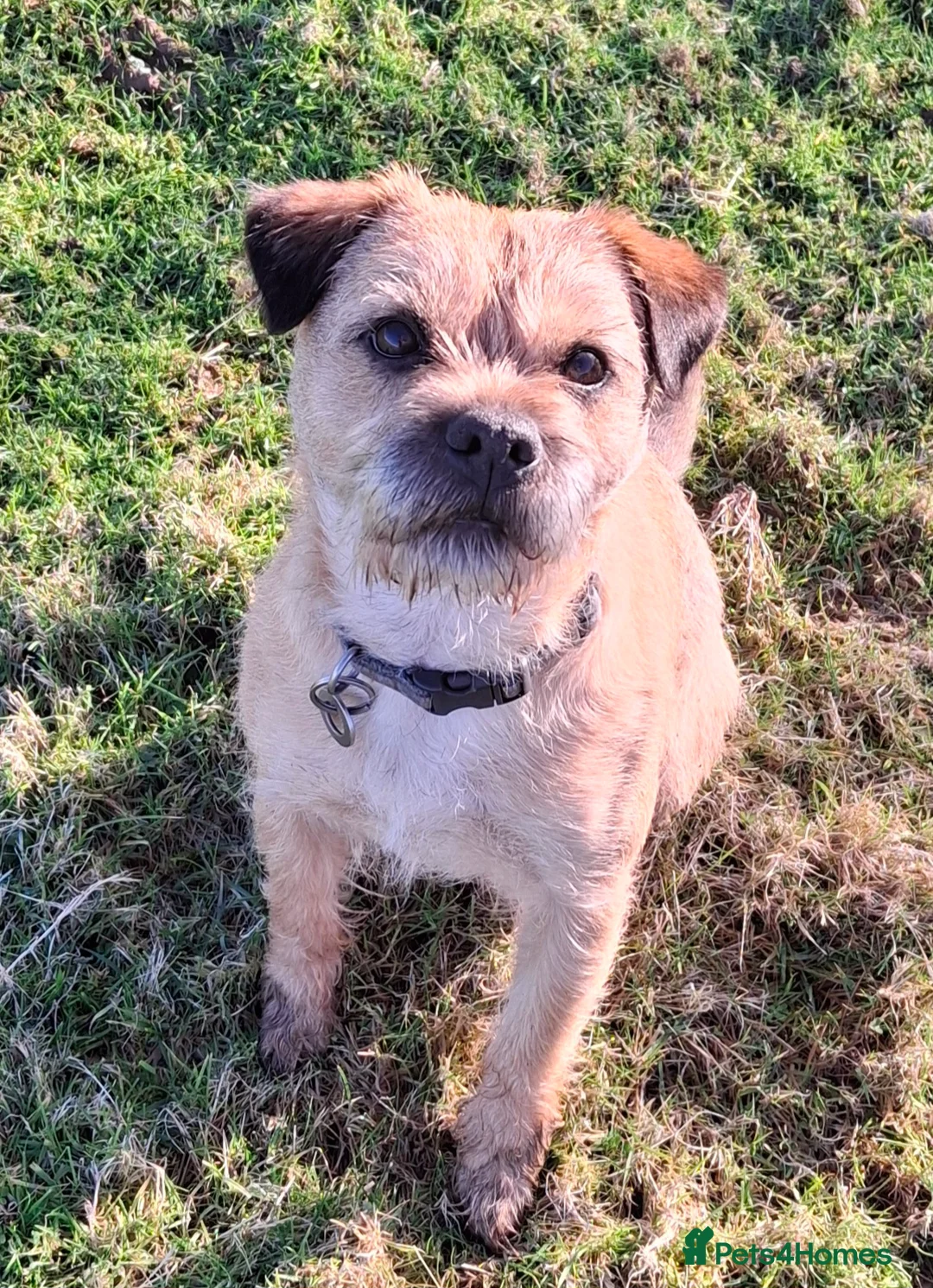Border Terrier dogs for stud: KC Border Terrier For Stud, SLEM Clear - Advert 7