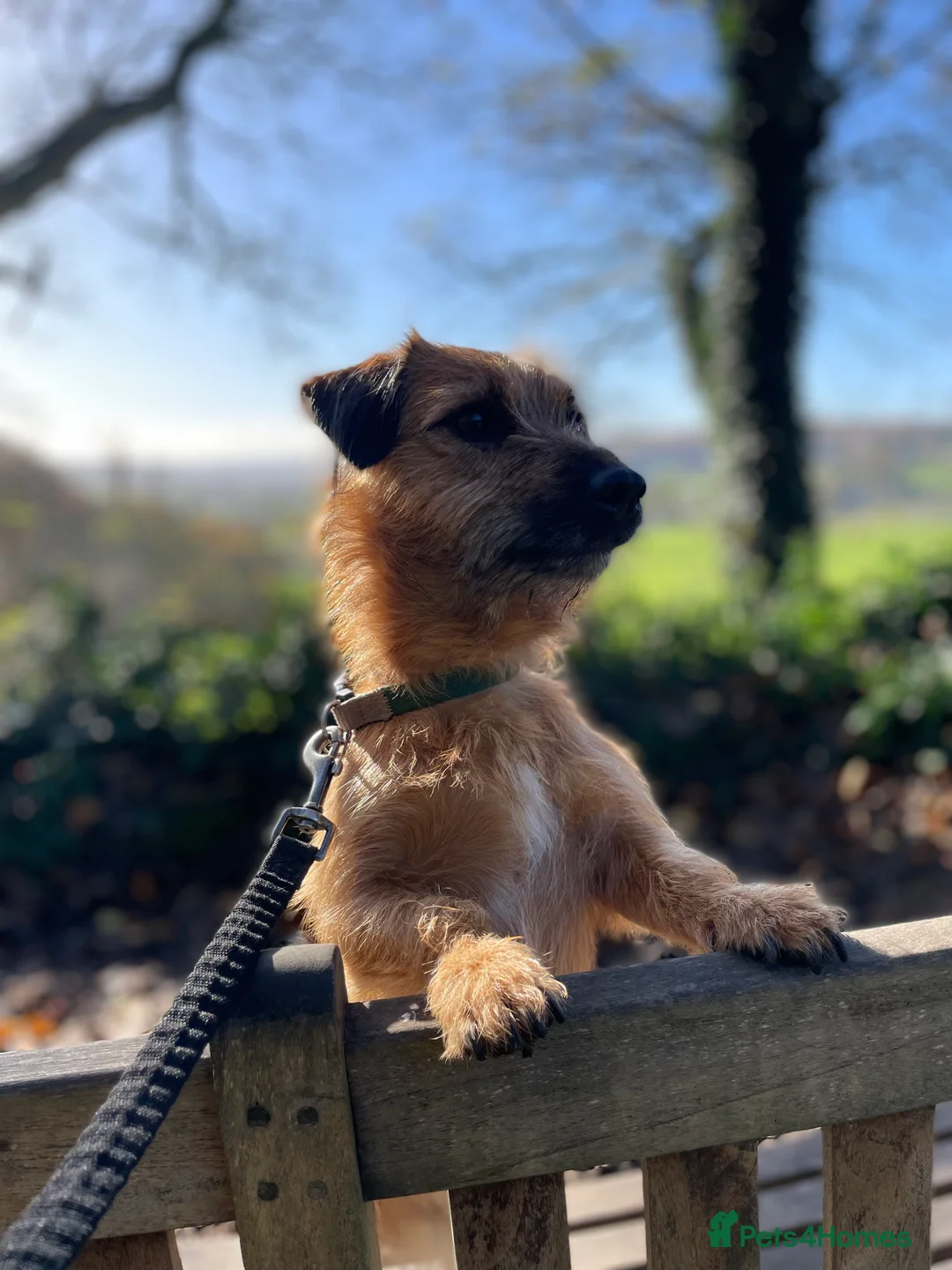 Jack Russell dogs for stud: Jack Russell for stud - Advert 1