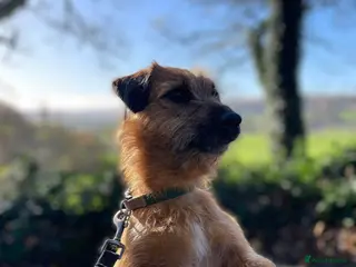 Jack Russell dogs Jack Russell for stud - Advert 1