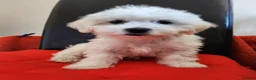 Bichon Frise dogs for sale: Bichon maltese for sale - Advert 8