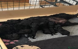 Cocker Spaniel dogs for sale: 1 boy & 1 girl left 🌟 - Image 9
