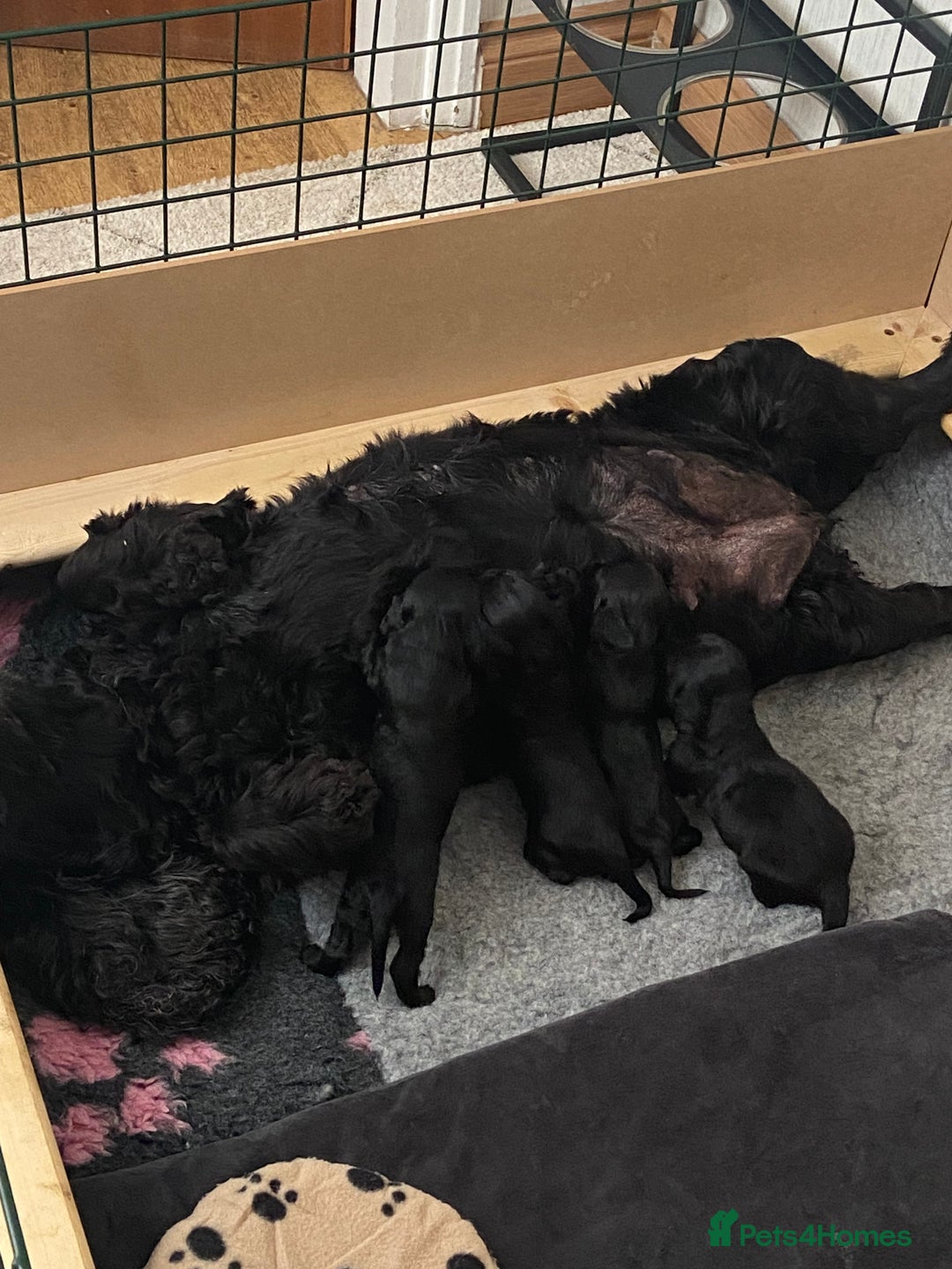 Cocker Spaniel dogs for sale: 1 boy & 1 girl left 🌟 - Image 9