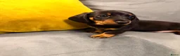 Miniature Dachshund dogs for sale: KC Miniature Dachshunds ready to leave now London - Advert 5