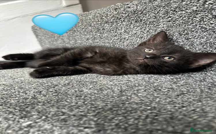 Mixed Breed cats - Advert 14