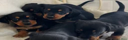 Dachshund dogs for sale: 🩷 Dachshund Puppies 💙 - Advert 16